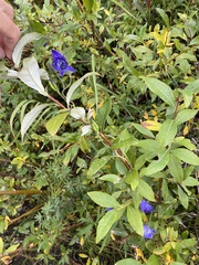 Aconitum delphiniifolium
