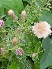 Cirsium arvense