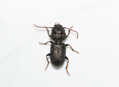 Dixus clypeatus