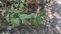 Angiospermae