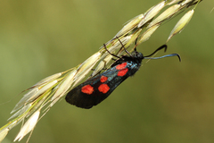 Zygaena lonicerae