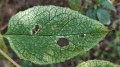 Angiospermae