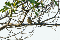 Sylvietta ruficapilla