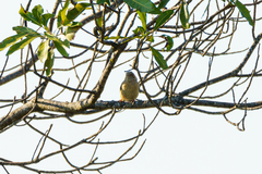 Sylvietta ruficapilla