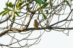 Sylvietta ruficapilla