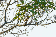 Sylvietta ruficapilla