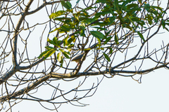 Sylvietta ruficapilla