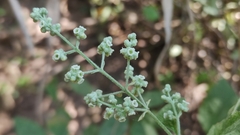 Angiospermae