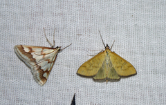Ephelis cruentalis