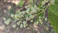 Angiospermae