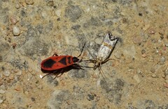 Euchromius superbellus