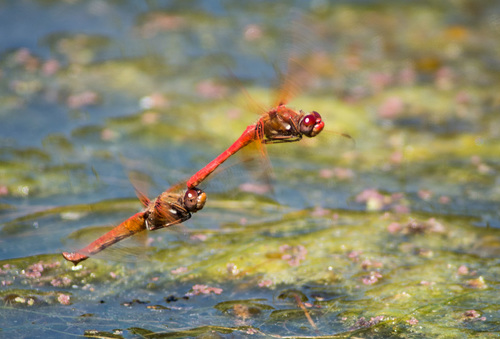 Cardinal Meadowhawk (Dragonflies and Damselflies of San Mateo County ...
