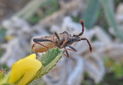 Loxocnemis dentator