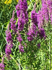 Lythrum salicaria