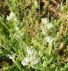 Dischisma ciliatum erinoides