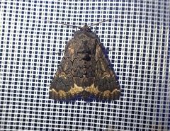 Catephia alchymista