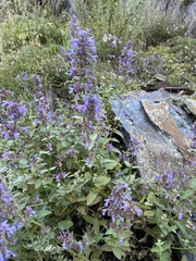 Nepeta grandiflora