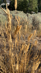 Agropyron cristatum