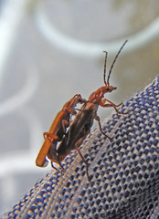 Rhagonycha nigritarsis