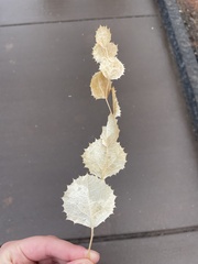 Acourtia nana
