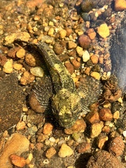 Cottus immaculatus