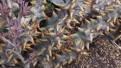 Quaqua mammillaris