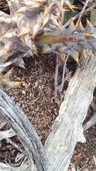 Quaqua mammillaris