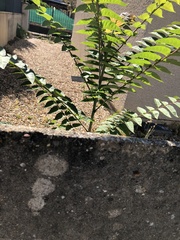 Ailanthus altissima