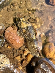 Cottus immaculatus