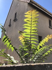 Ailanthus altissima