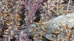 Quaqua mammillaris