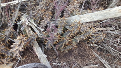 Quaqua mammillaris