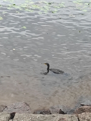 Phalacrocorax carbo