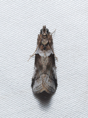 Acrobasis comptella