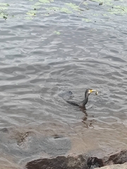 Phalacrocorax carbo