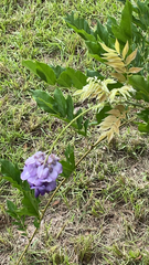 Wisteria sinensis