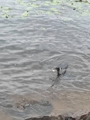 Phalacrocorax carbo