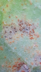 Tuberculina persicina