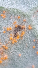 Tuberculina persicina