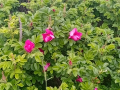 Rosa rugosa