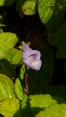 Eucodonia andrieuxii