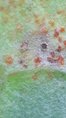 Tuberculina persicina