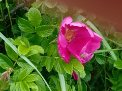 Rosa rugosa