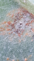 Tuberculina persicina