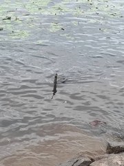 Phalacrocorax carbo