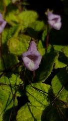 Eucodonia andrieuxii