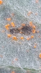 Tuberculina persicina