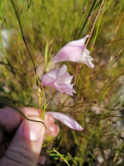 Gladiolus hirsutus