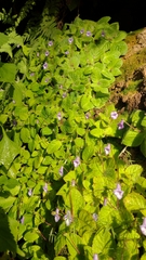 Eucodonia andrieuxii