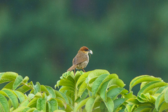 Cisticola nigriloris